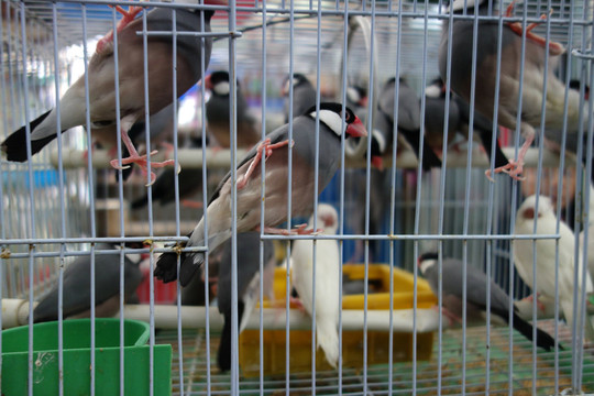 籠中鳥