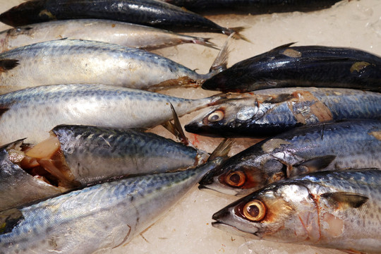 海魚