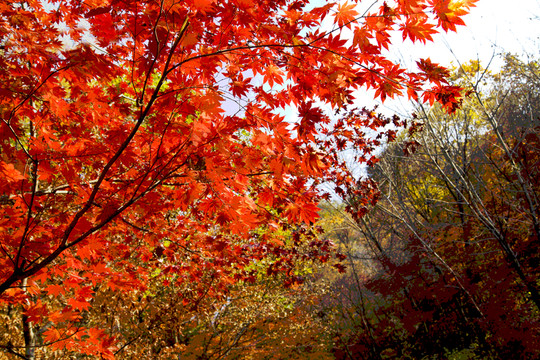 紅楓似火