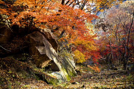 丹東紅葉