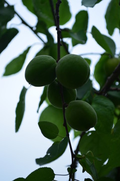 青杏