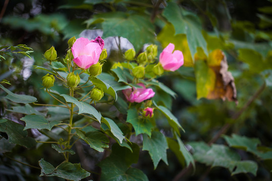 芙蓉花