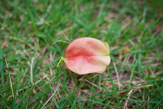 木欒花