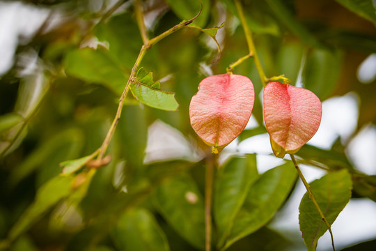 木欒花