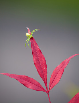 綠蜘蛛