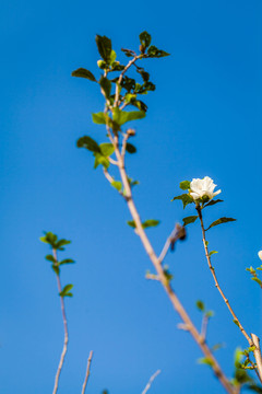 小白花
