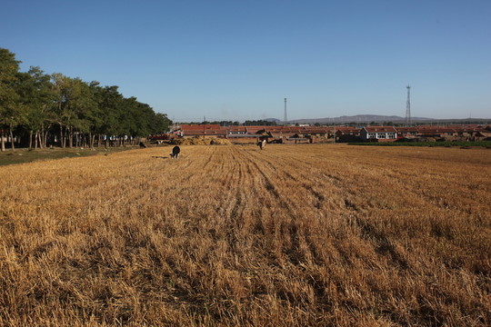 麥田