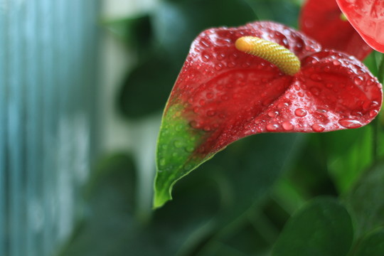 紅掌