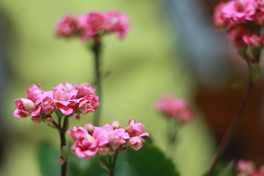 花草