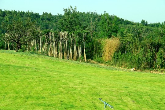 綠地