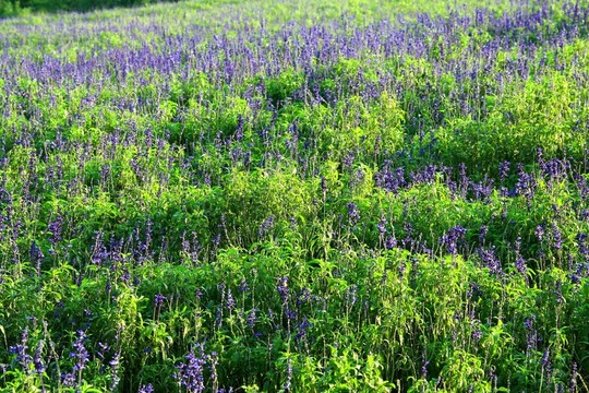 薰衣草莊園
