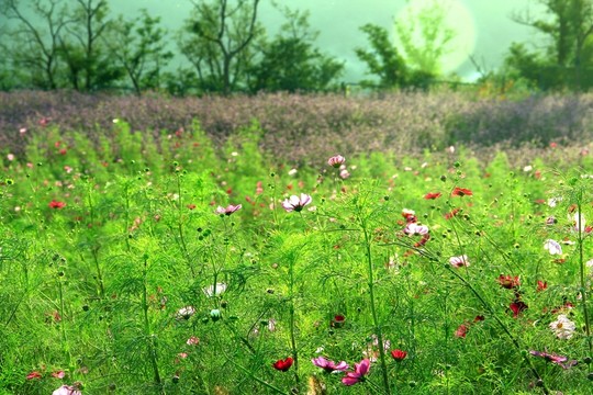 波斯菊
