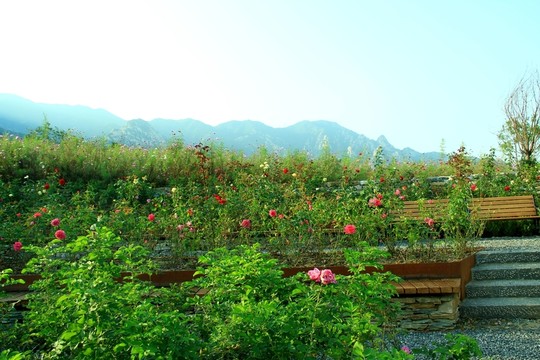 玫瑰