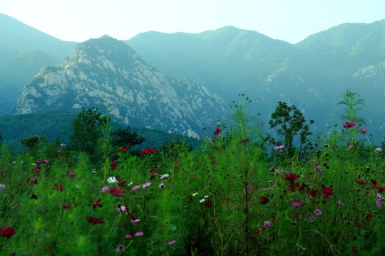 波斯菊