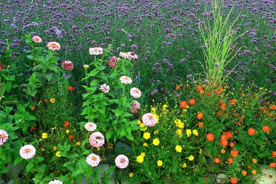 萬(wàn)壽菊花