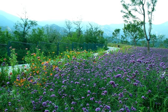 馬鞭草