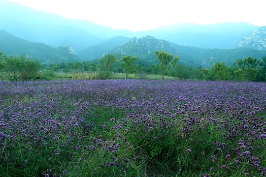馬鞭草  紫花