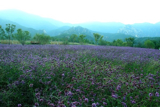 馬鞭草 紫花