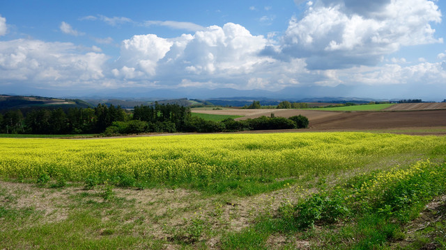 日本北海道美瑛
