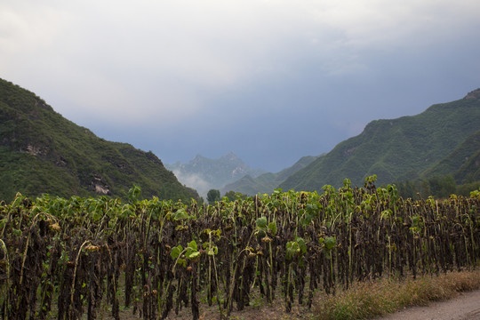 山