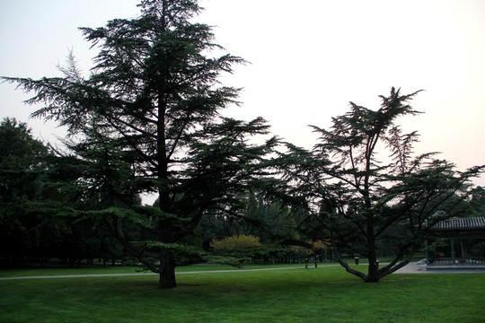 天壇公園 古樹(shù)