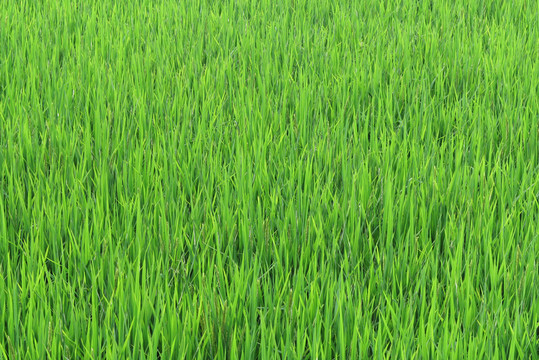 稻田 禾苗