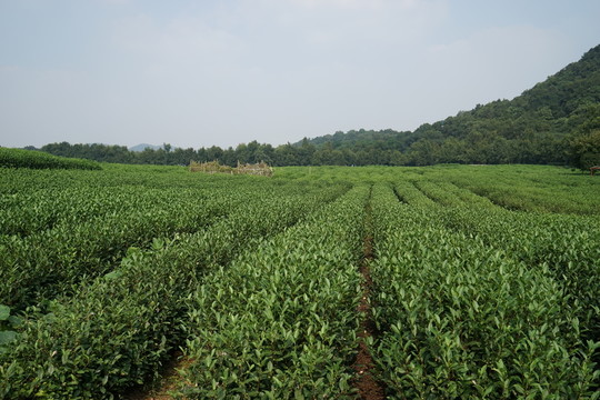 茶園