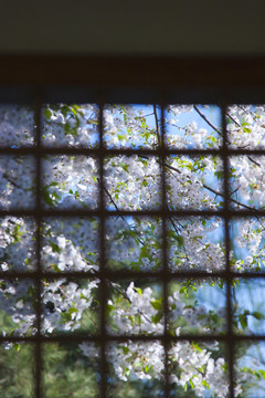 櫻花樹