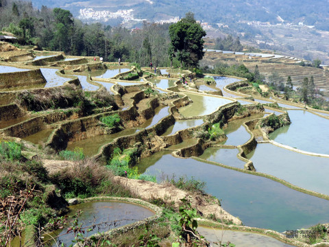 元陽梯田