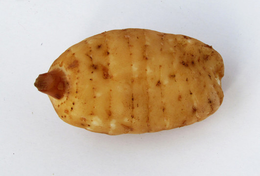 一個(gè)新鮮天麻