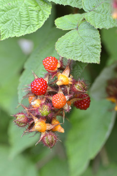 野生樹莓