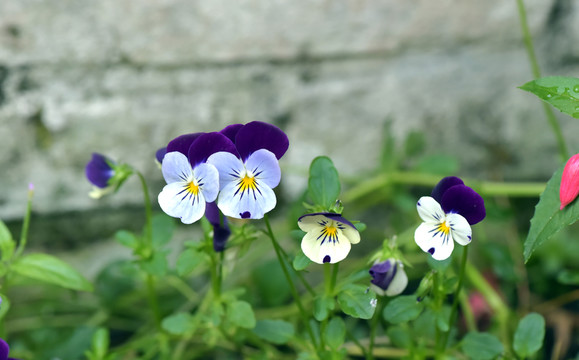 香堇菜