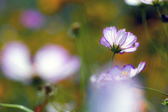 格桑花