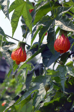 燈籠花