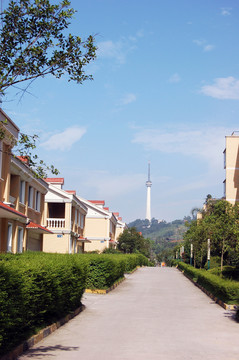 小區(qū)環(huán)境綠化