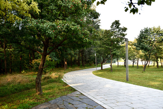 公園路邊的山楂樹