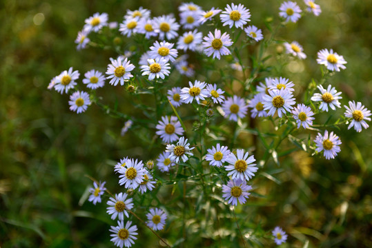 小菊花