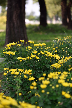 園林花卉 菊花