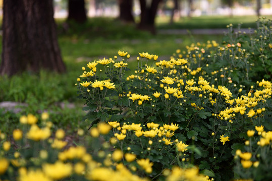 公園里的小菊花