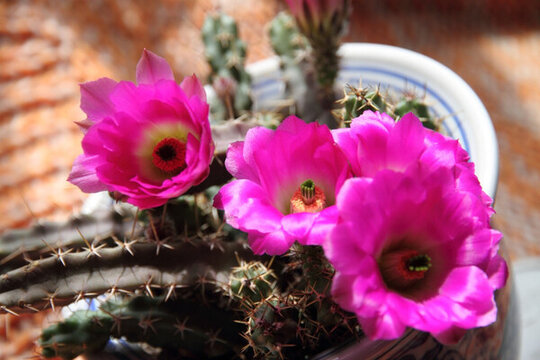 美花角 粉色花