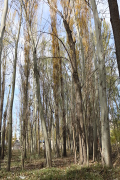 白楊樹(shù)林