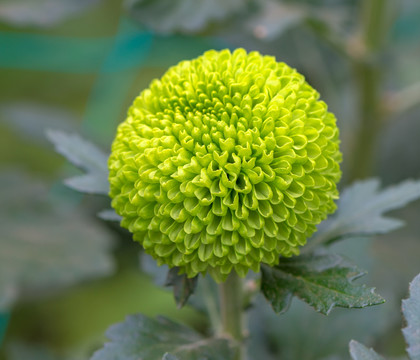 獨(dú)輪菊