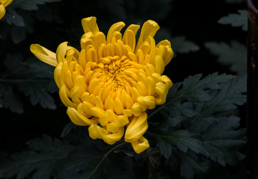 黃色菊花