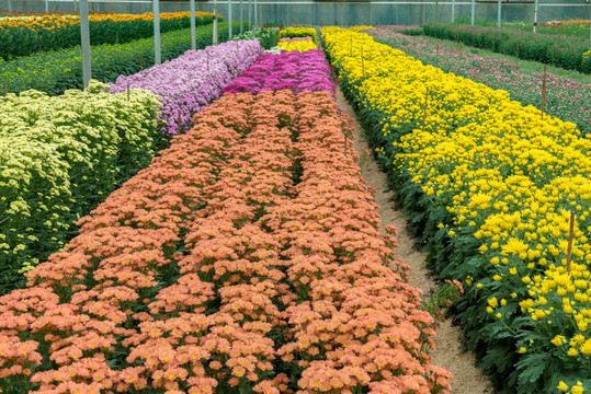 菊花園
