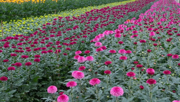 菊花園