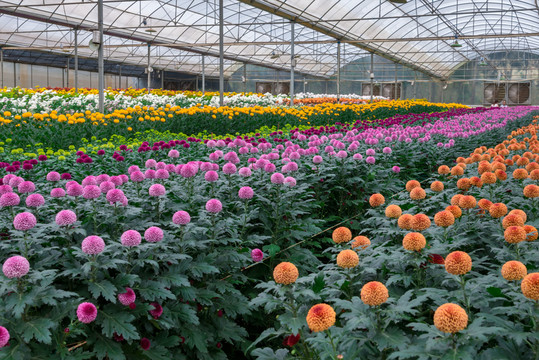 菊花園