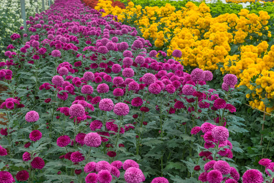 菊花園