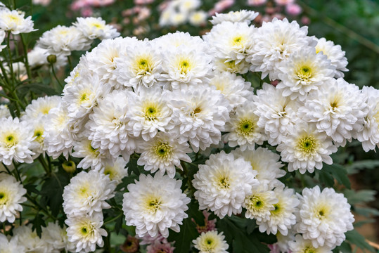 小菊