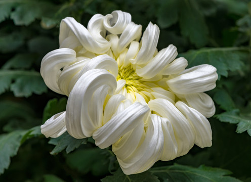 白色菊花