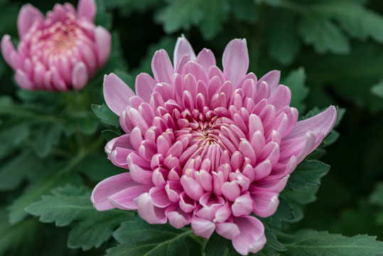 菊花